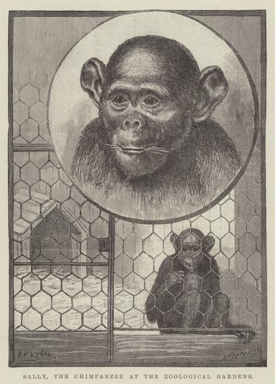 Sally, le chimpanzé au jardin zoologique - Alexander Francis Lydon
